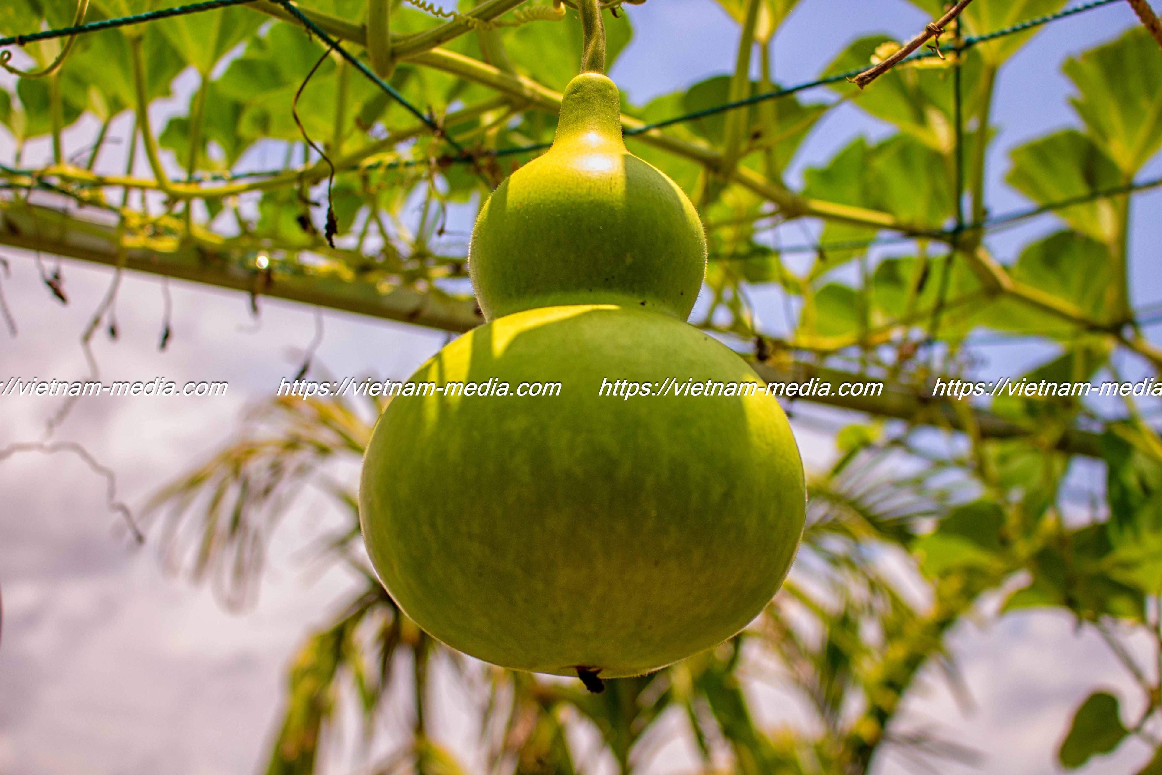 BẦU HỒ LÔ