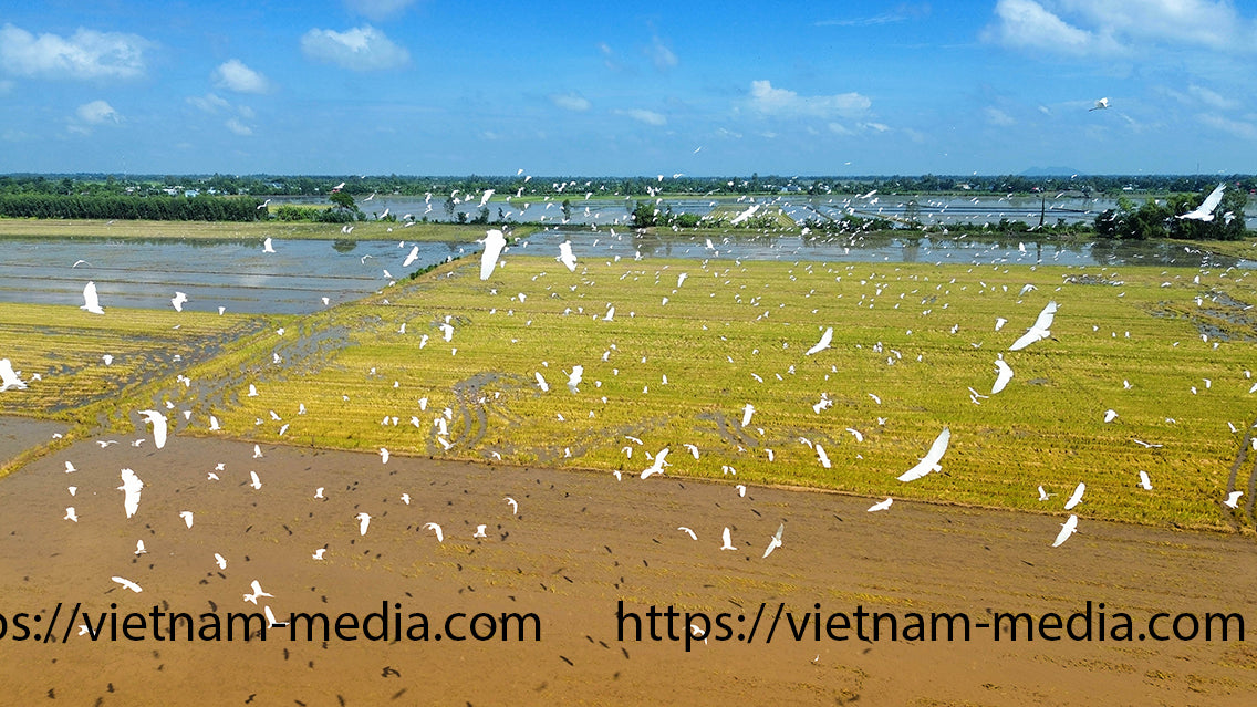 Mùa vàng no ấm