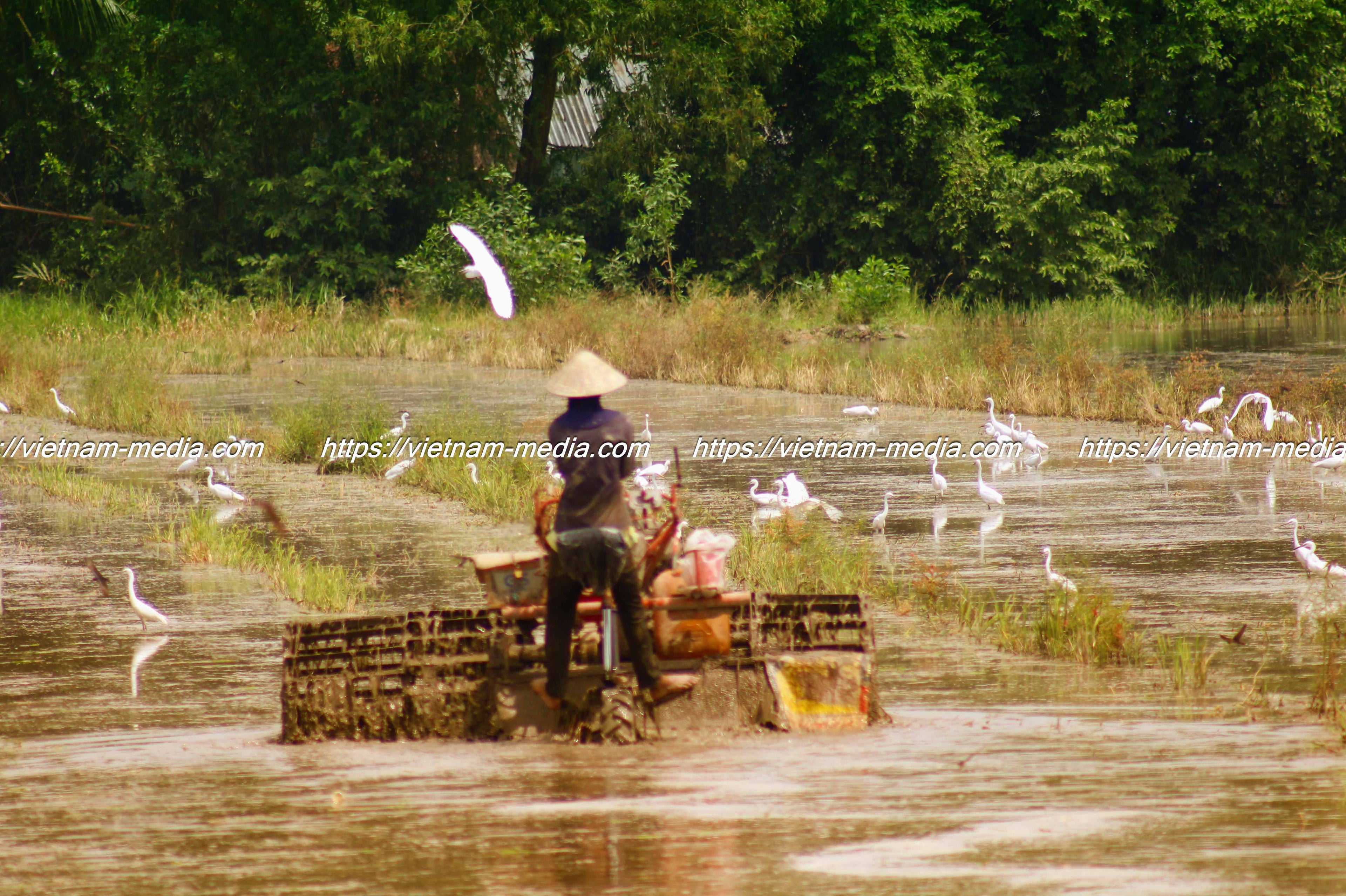 CÁNH ĐỒNG LẶNG LẼ