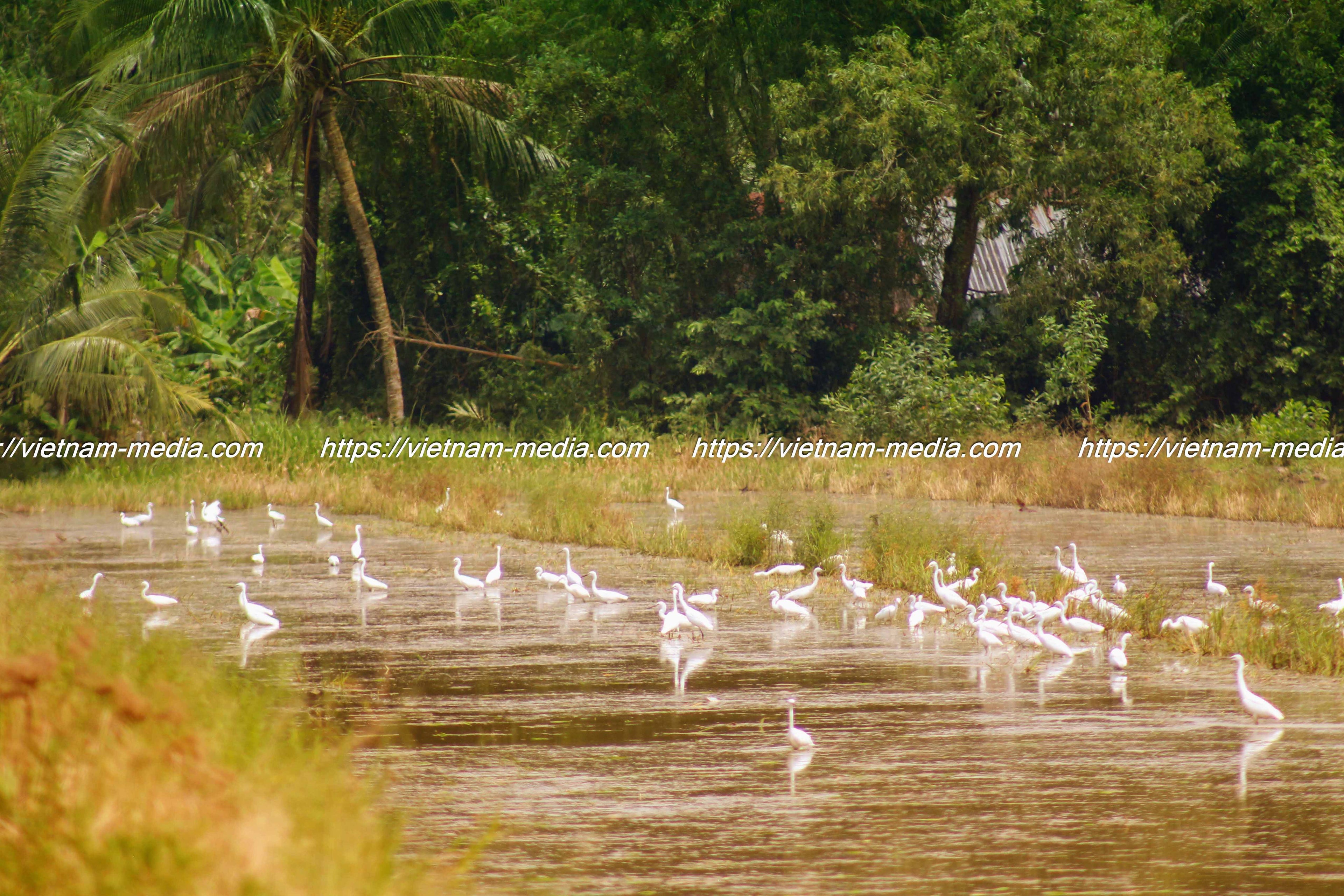 CHIỀU VÀNG TRÊN ĐỒNG