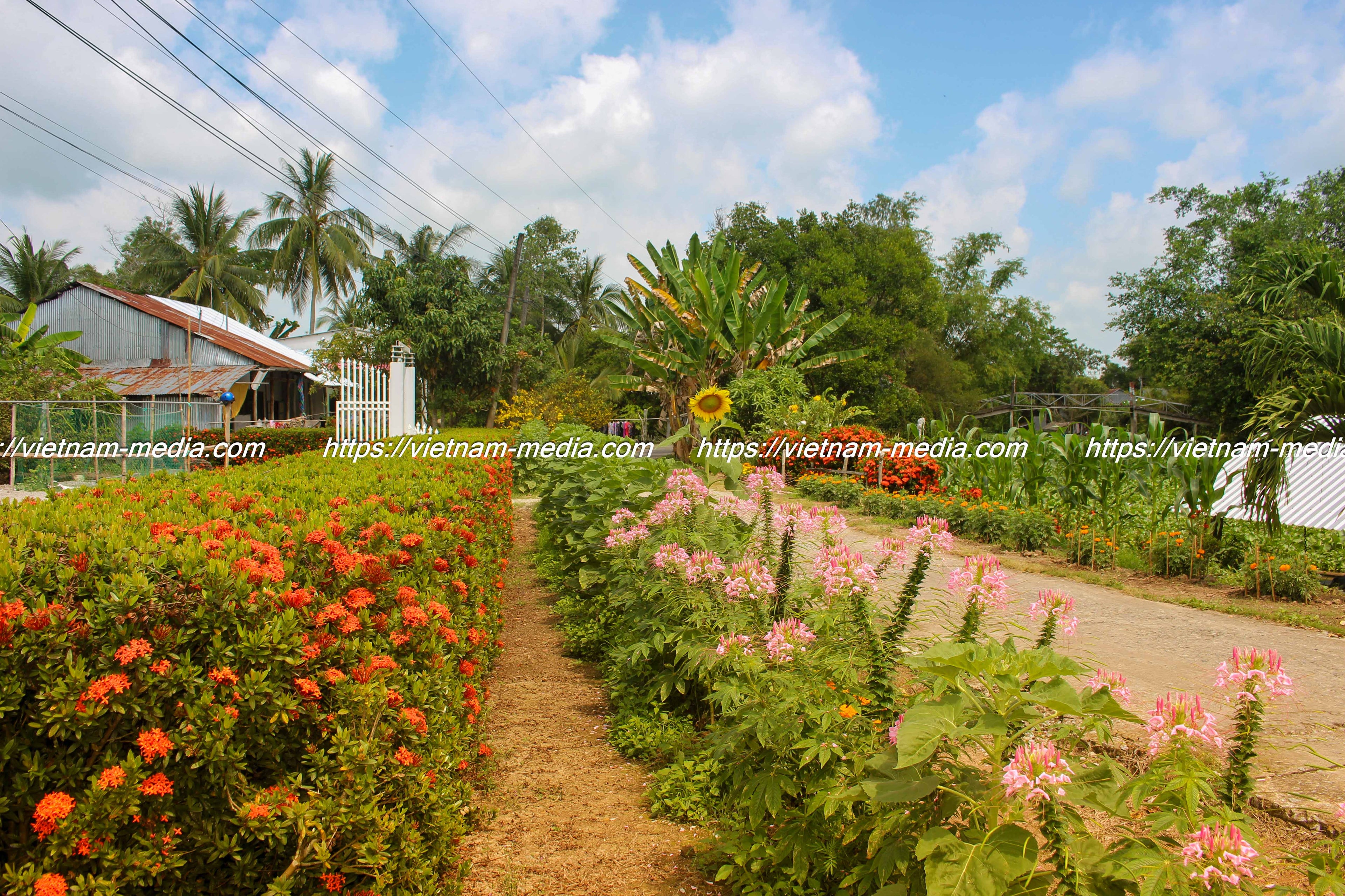HOA NẮNG QUÊ NHÀ