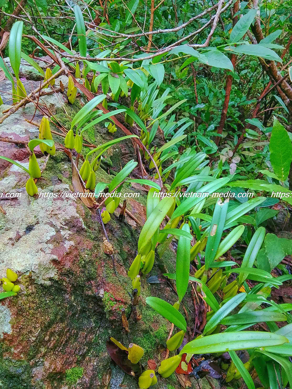 LAN RỪNG