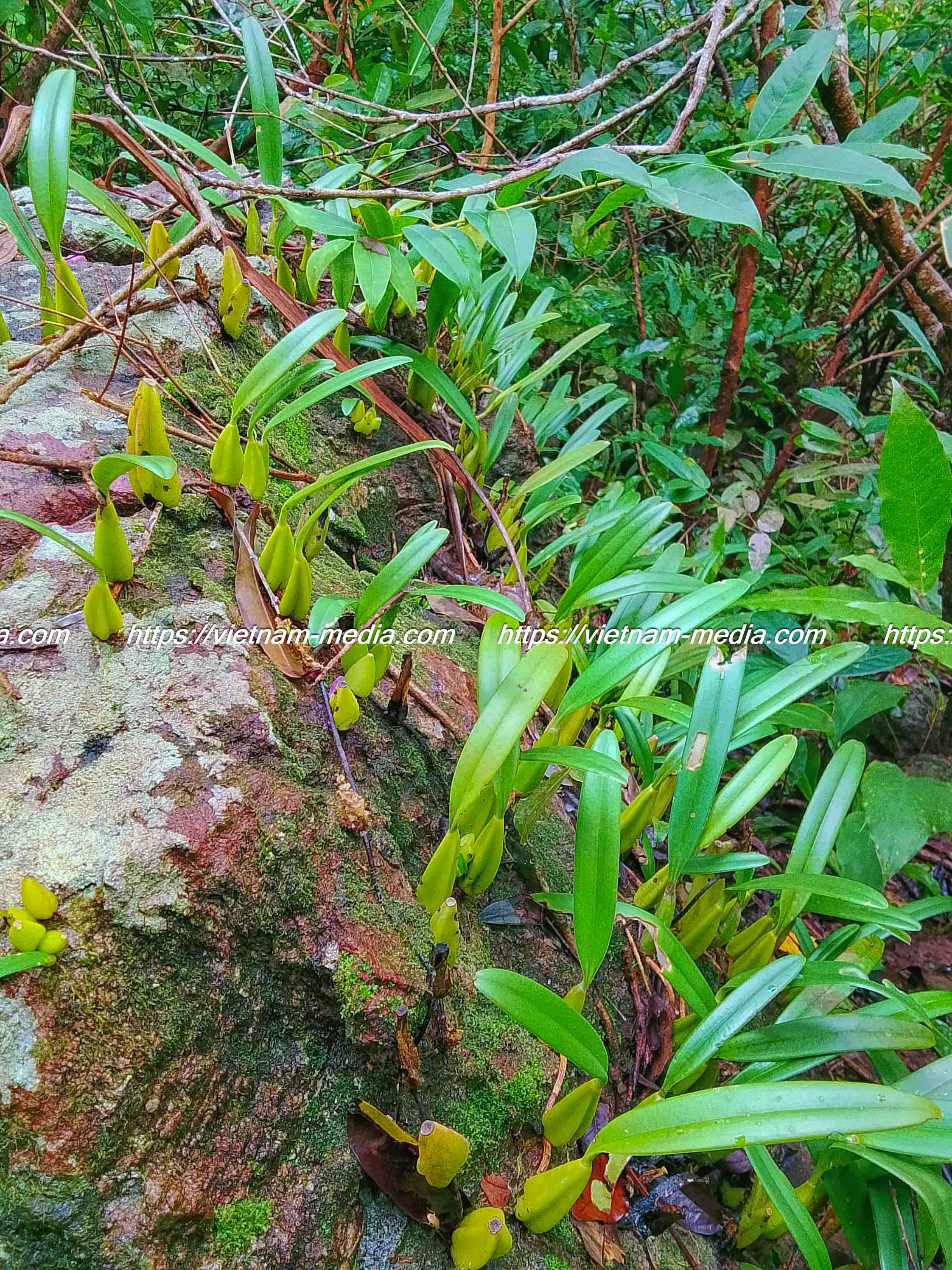LAN RỪNG