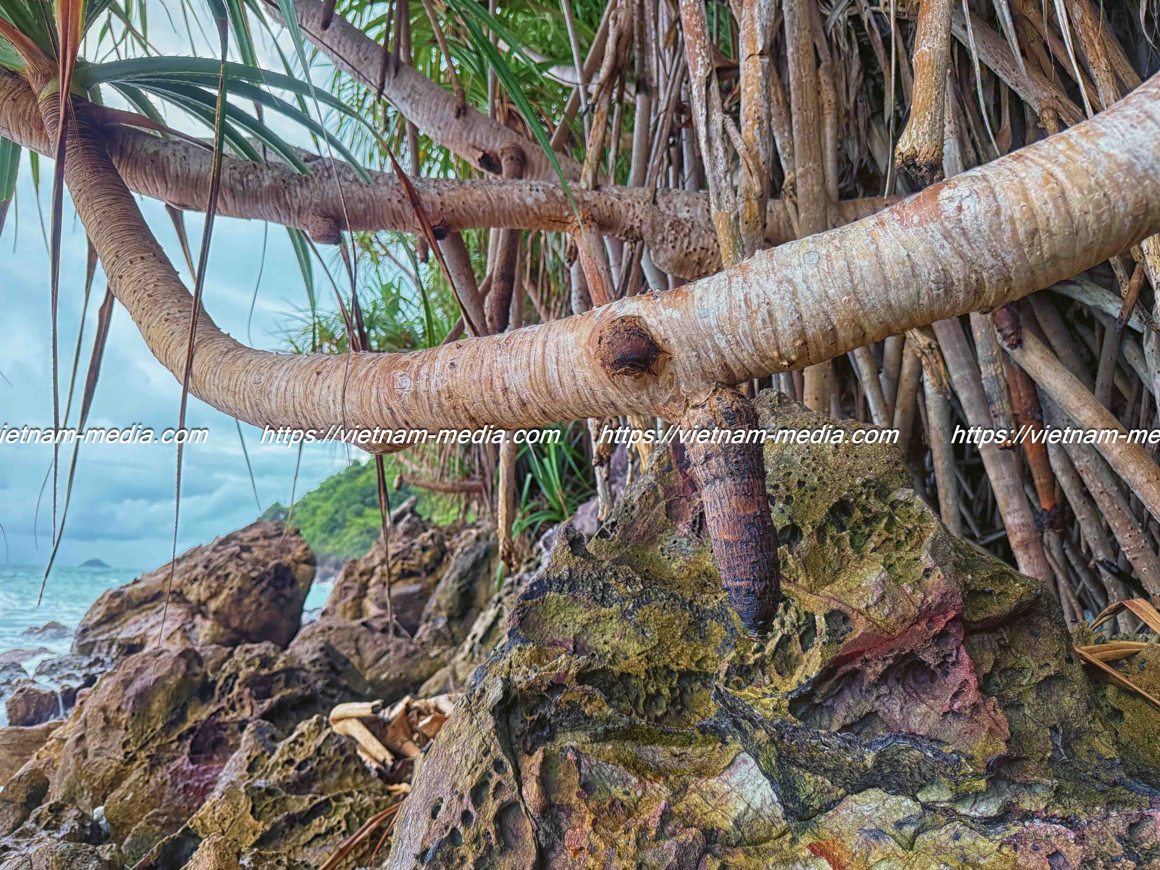 TÌM SỰ SỐNG