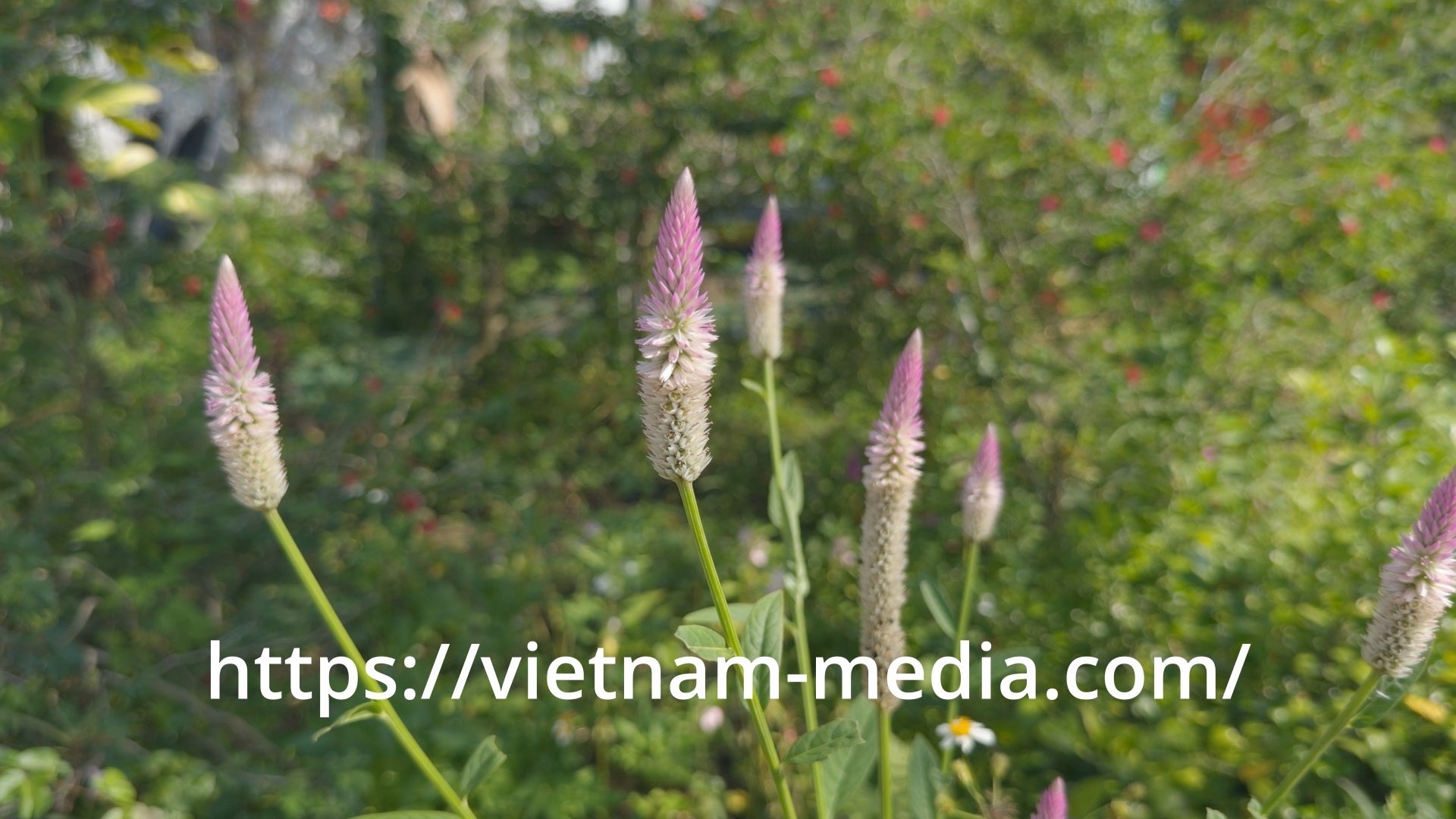 🌿 VIDEO 4K PRORES 422 HQ – HOA MÀO GÀ TRẮNG TRONG NẮNG SỚM