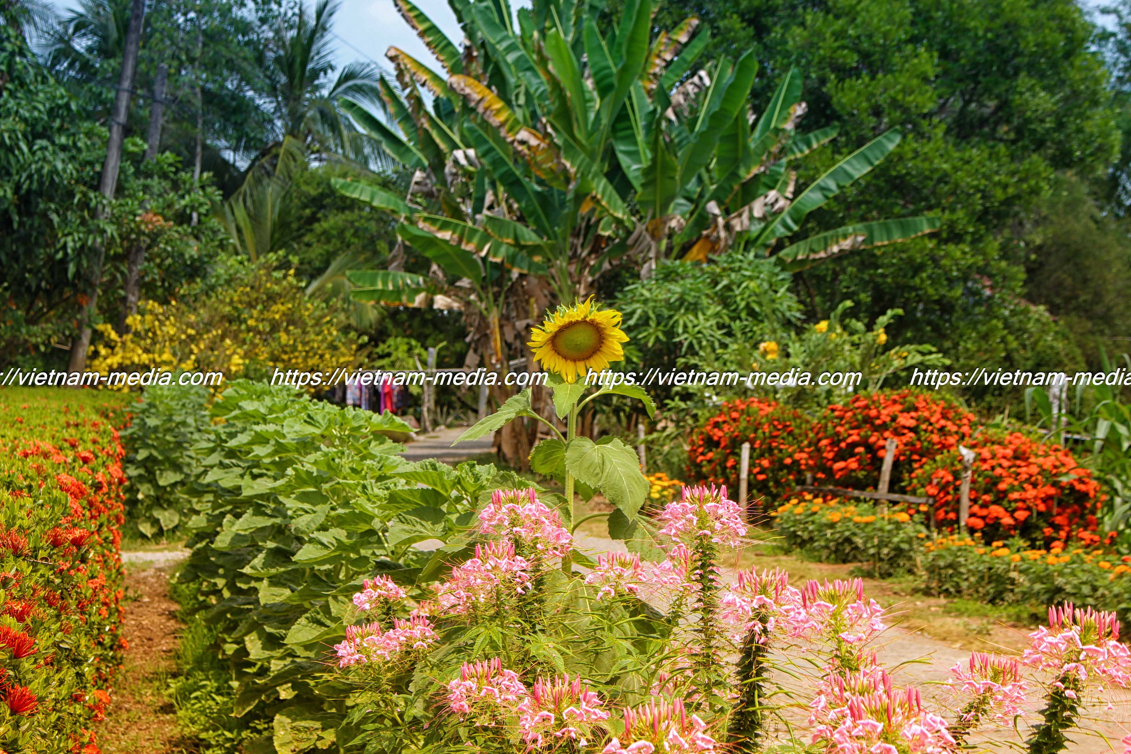 VƯỜN NHÀ NGOẠI