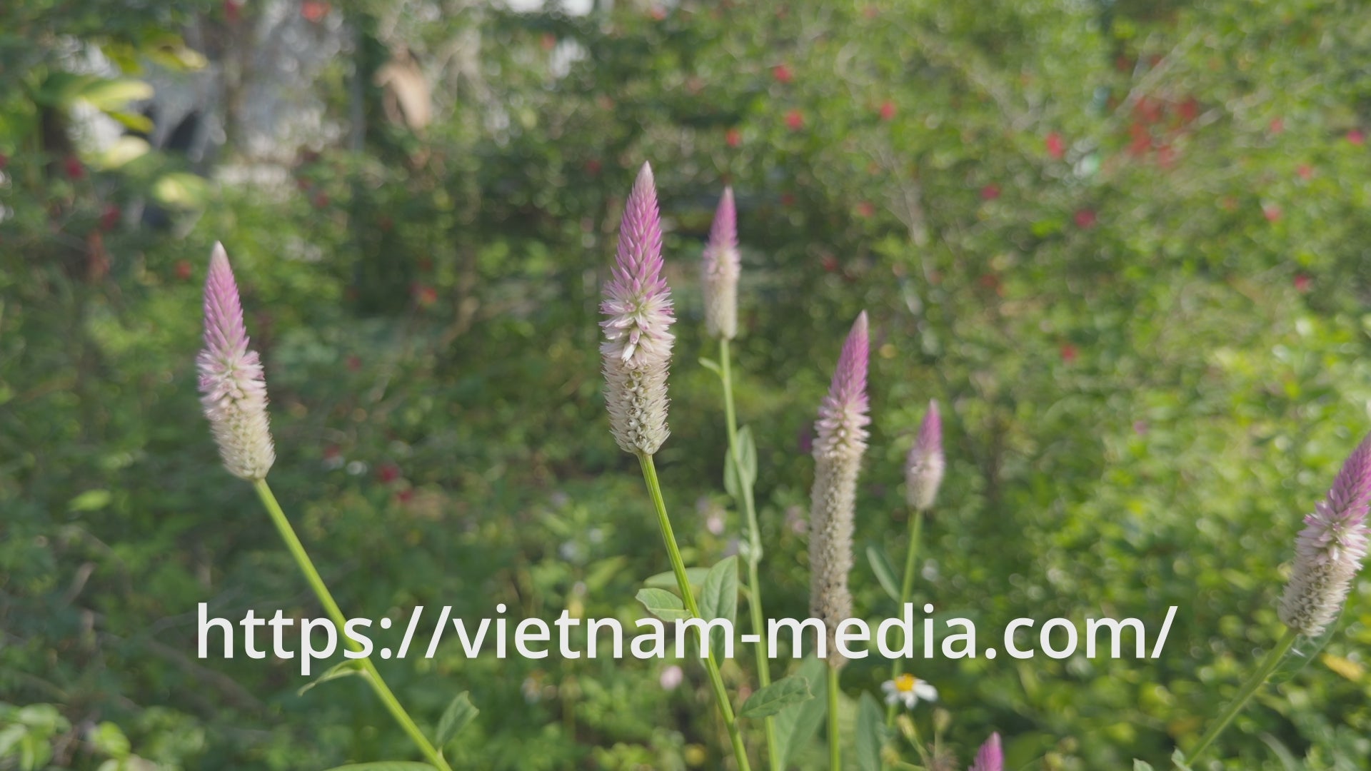 🌿 VIDEO 4K PRORES 422 HQ – HOA MÀO GÀ TRẮNG TRONG NẮNG SỚM