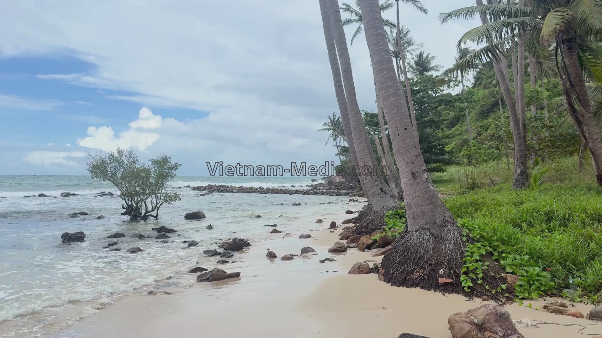 [2 VIDEOS] HÀNG DỪA BIỂN